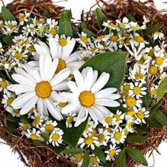 Магазин цветов Ромашка